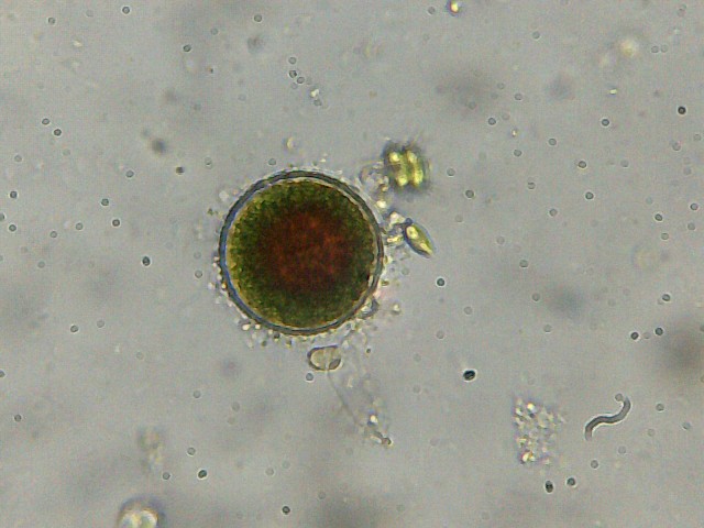 Ciste di Haematococcus pluvialis?